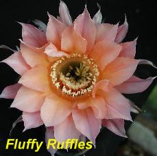 EP-H. Fluffy Ruffles.4.1.jpg 
